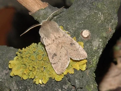 Orthosia (Monima) cruda