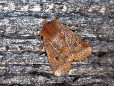 Orthosia (Monima) cruda