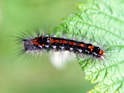 Euproctis (Sphrageidus) similis