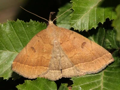 Polypogon (Microphtha) plumigeralis