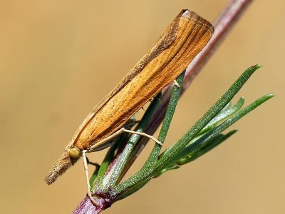 Pediasia luteella
