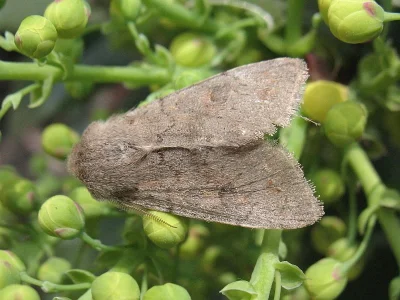 Orthosia (Monima) populeti