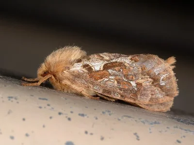 Korscheltellus fusconebulosa