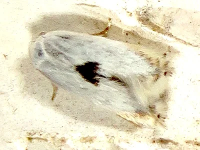 Pseudopostega auritella