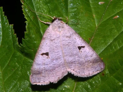 Lygephila (Lygephila) pastinum
