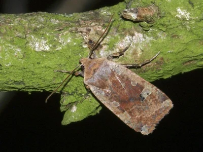 Conistra (Dasycampa) erythrocephala