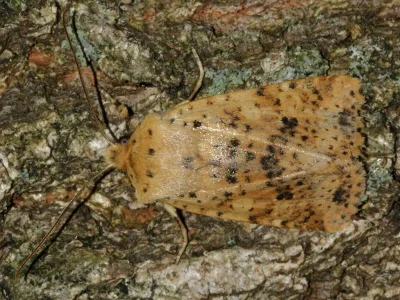 Conistra (Dasycampa) rubiginea