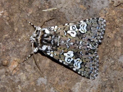 Lamprosticta culta