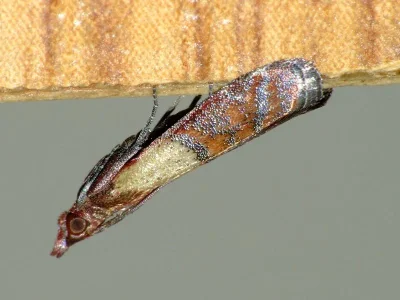 Plodia interpunctella