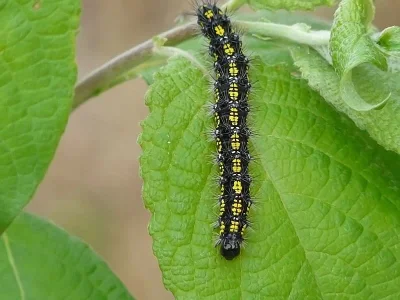 Callimorpha dominula