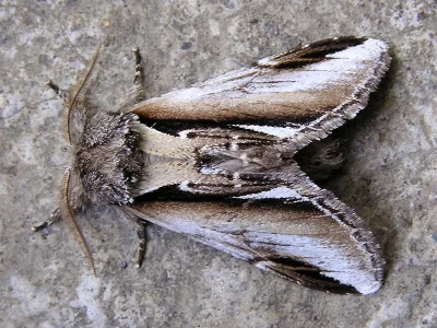 Pheosia gnoma