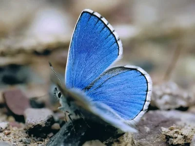Polyommatus (Lysandra) bellargus