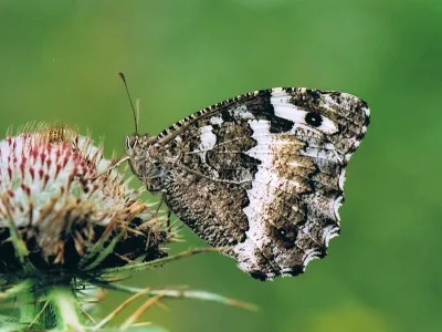 Brintesia circe