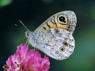Lasiommata maera