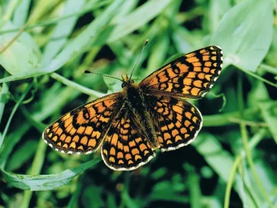 Melitaea (Mellicta) athalia