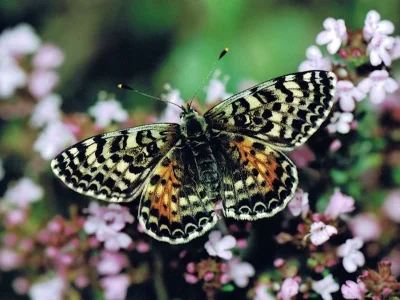 Melitaea didyma