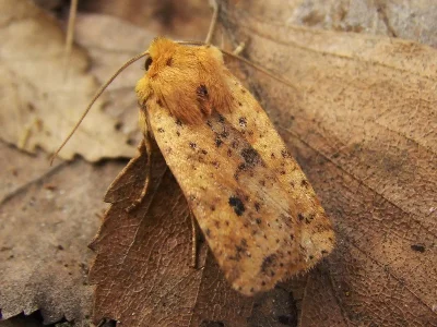 Conistra (Dasycampa) rubiginea