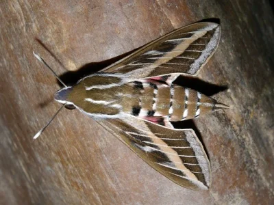 Hyles livornica