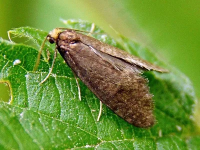 Taleporia tubulosa