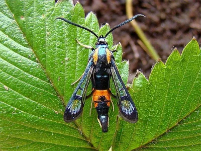 Synanthedon stomoxiformis