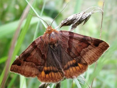 Euclidia (Euclidia) glyphica
