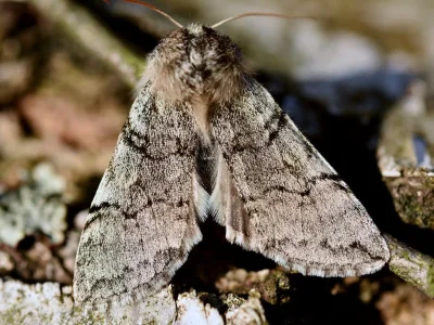 Achlya flavicornis