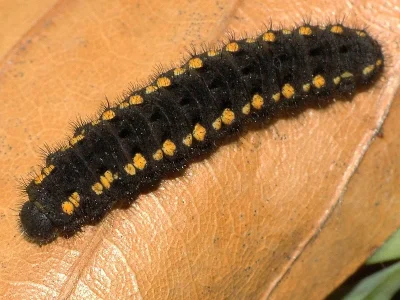 Parnassius (Driopa) mnemosyne