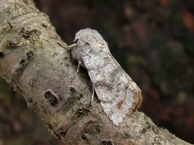 Orthosia (Orthosia) incerta