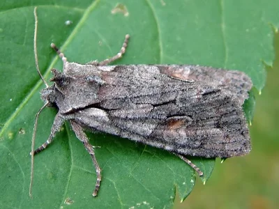 Lithophane (Lithophane) furcifera