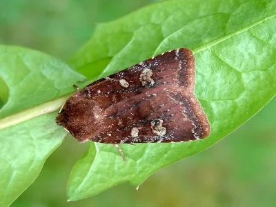 Cerastis (Cerastis) leucographa