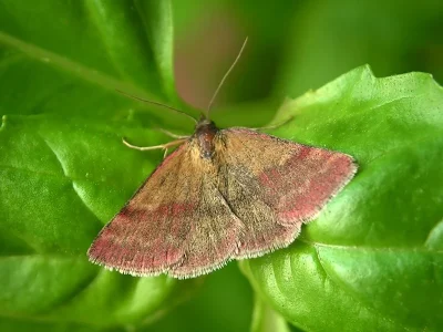 Phytometra viridaria