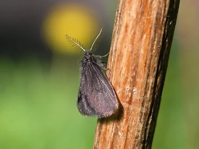 Epichnopterix plumella