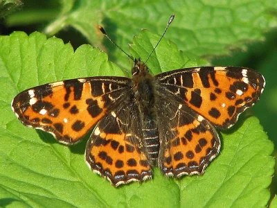 Araschnia levana
