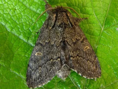 Notodonta torva