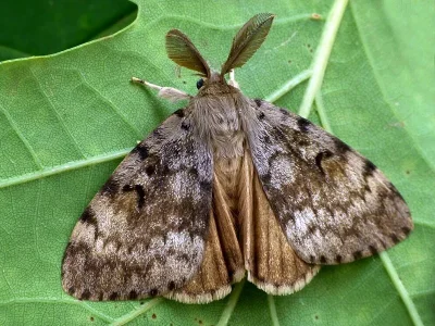 Lymantria (Porthetria) dispar