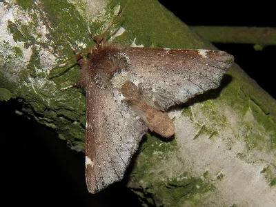 Odontosia carmelita