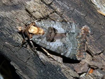 Epilecta linogrisea