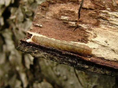 Pechipogo (P.) strigilata