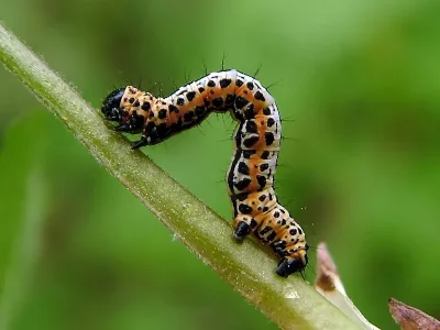 Abraxas (A.) grossulariata