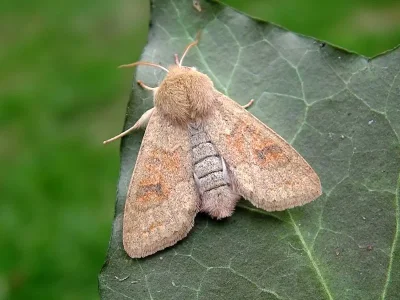 Orthosia (Monima) miniosa