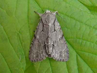 Acronicta (Triaena) psi