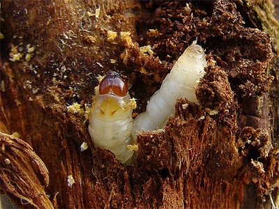 Synanthedon formicaeformis