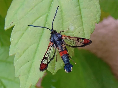 Synanthedon formicaeformis