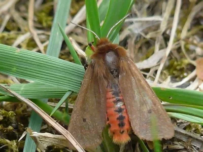Phragmatobia fuliginosa