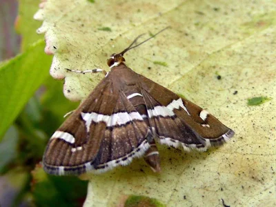 Spoladea recurvalis