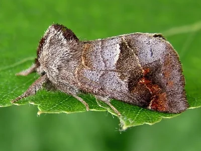 Clostera pigra
