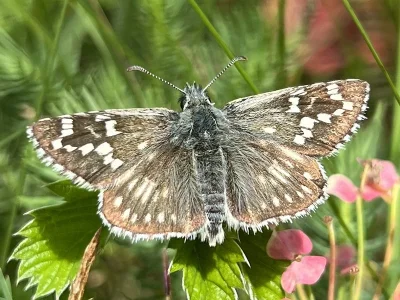 Pyrgus carthami