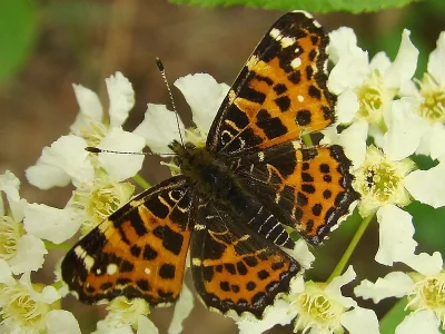 Araschnia levana