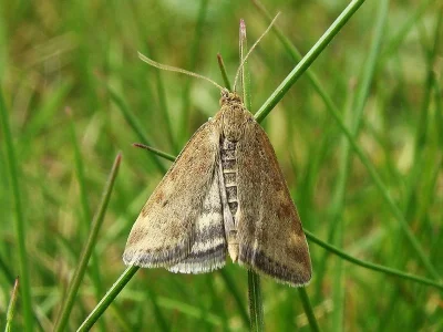 Pyrausta despicata