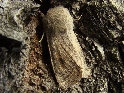 Orthosia (Cororthosia) gracilis